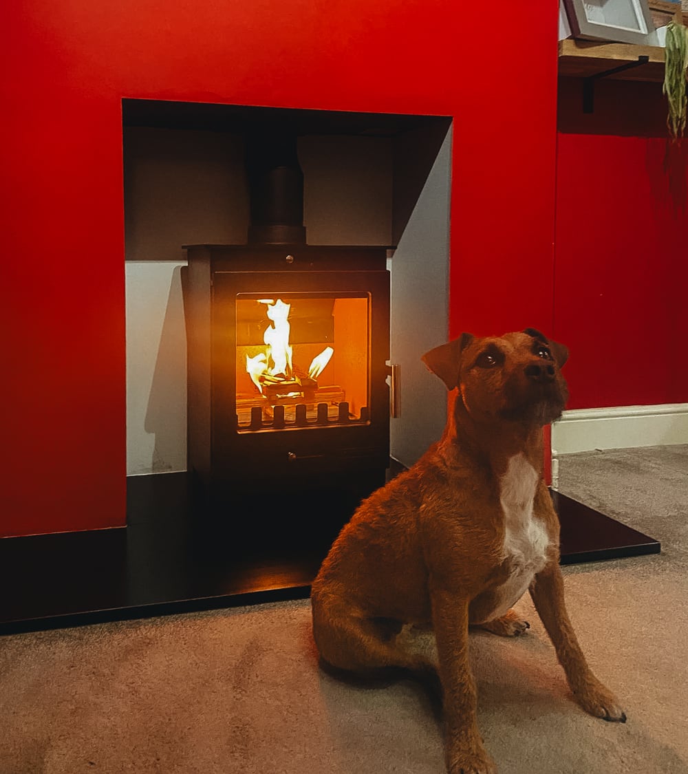 dog in front of a log burning stove in essex